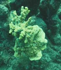 Montipora
