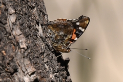Vanessa indica