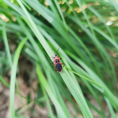 Haematoloecha nigrorufa