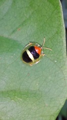 Charidotis aurofasciata