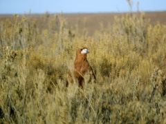 Daptrius megalopterus