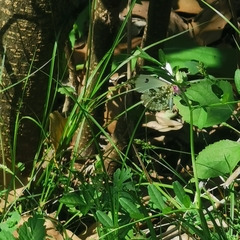 Anthocharis scolymus