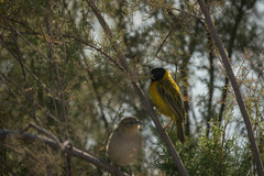 Ploceus melanocephalus