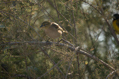 Ploceus melanocephalus