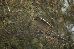 Ploceus melanocephalus