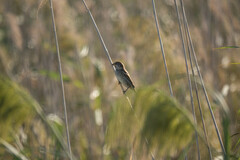 Passer hispaniolensis