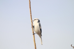 Cyanistes cyanus