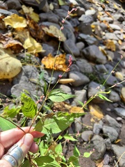 Persicaria posumbu