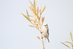 Cyanistes cyanus