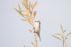 Cyanistes cyanus
