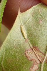 Macrodiplosis majalis