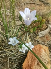 Prismatocarpus brevilobus