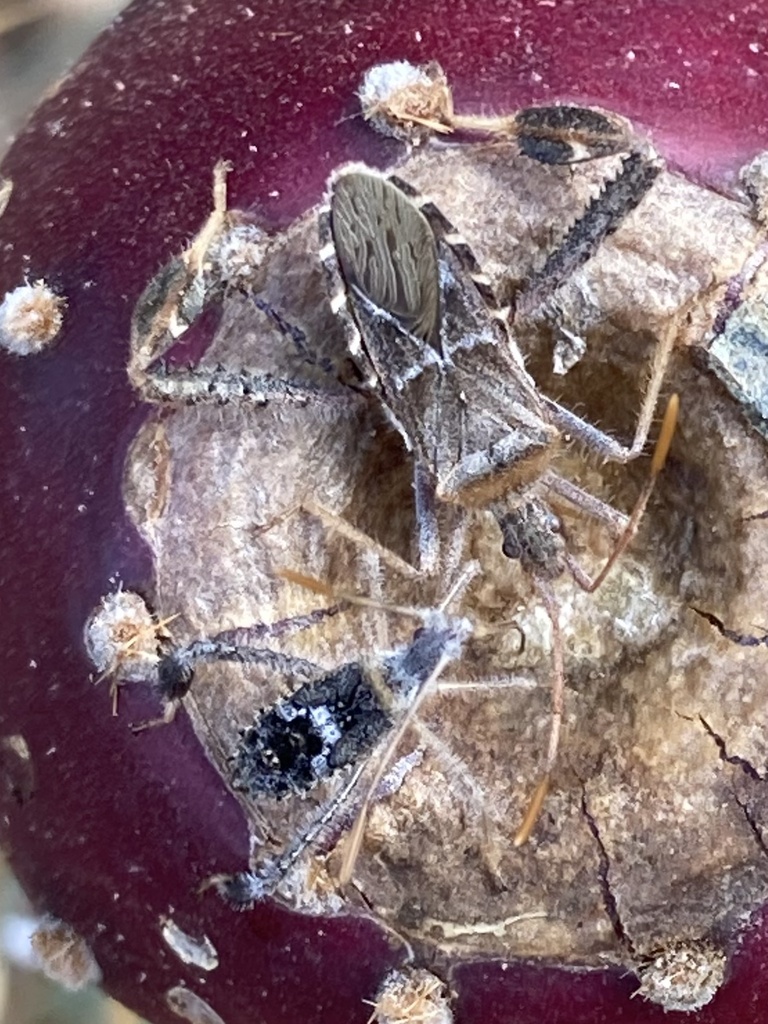 Leaf-footed cactus bug