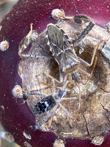 Leaf-footed cactus bug