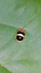 Charidotis aurofasciata