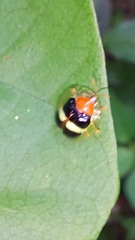 Charidotis aurofasciata