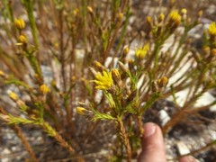 Geigeria acicularis
