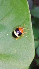 Charidotis aurofasciata