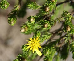 Geigeria acicularis