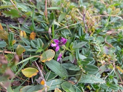Polygala vulgaris