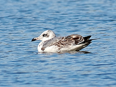 Ichthyaetus ichthyaetus