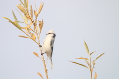 Cyanistes cyanus