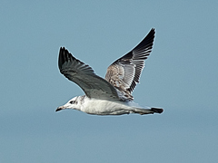 Ichthyaetus ichthyaetus