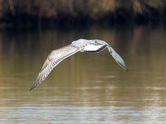 Ichthyaetus ichthyaetus