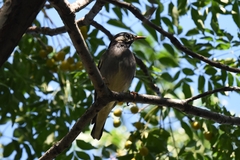 Spodiopsar cineraceus