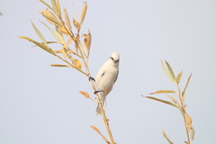 Cyanistes cyanus