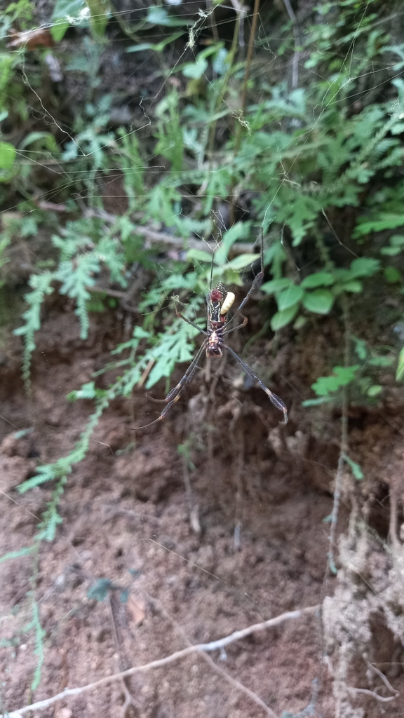 Golden Silk Spider from Puerto Vallarta, MXJA, MX on October 12, 2022