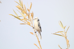 Cyanistes cyanus
