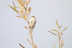 Cyanistes cyanus