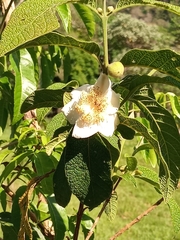 Campomanesia guazumifolia