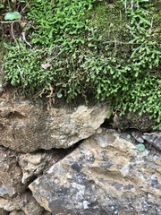 Selaginella denticulata