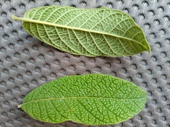 Campomanesia guazumifolia