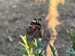 Vanessa atalanta atalanta