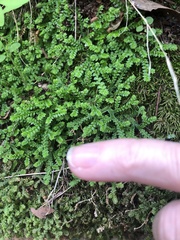 Selaginella denticulata
