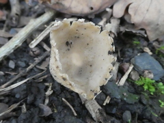 Tarzetta cupularis