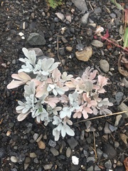 Artemisia stelleriana