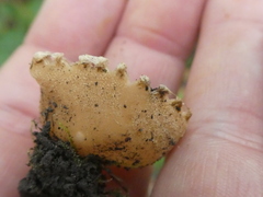 Tarzetta cupularis