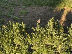 Vanessa atalanta atalanta