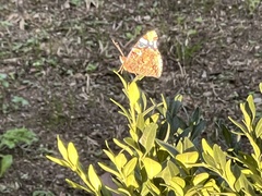 Vanessa atalanta atalanta