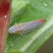 Graphocephala aurora - Photo (c) C. Mallory, some rights reserved (CC BY-NC), uploaded by C. Mallory
