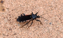 Ectrychotes andreae