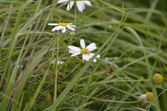 Anthemideae