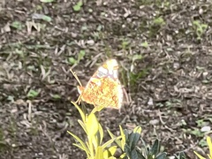 Vanessa atalanta atalanta