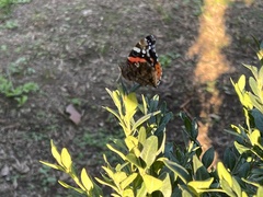 Vanessa atalanta atalanta
