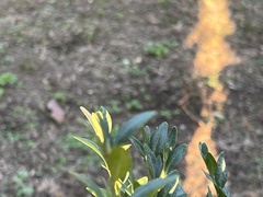 Vanessa atalanta atalanta