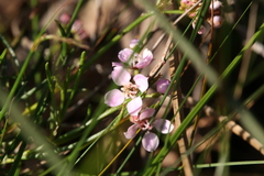 Zanthoxyloideae